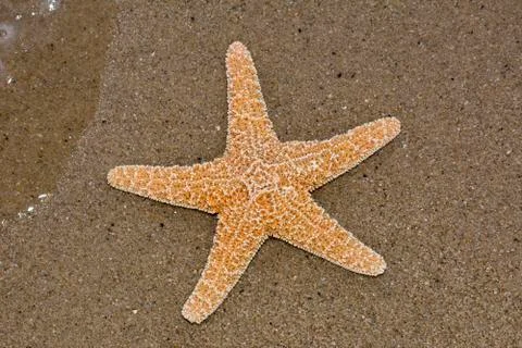 A starfish lying on a sandy beach Stock Photos