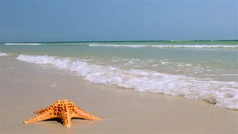 Starfish lying on the sea beach is washed by the waves, slow motion Stock Footage 273472010