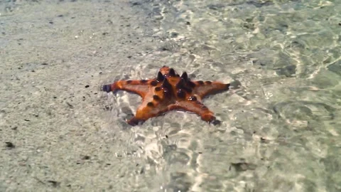 A starfish lying on white sandy seashore with wavy clean and transparent water. Stock-Footage 132797127