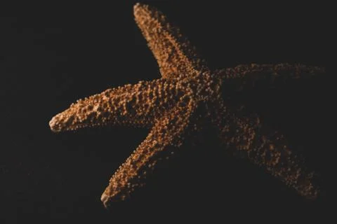 Starfish macro close up Stock Photos