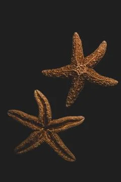 Starfish macro close up 스톡 사진