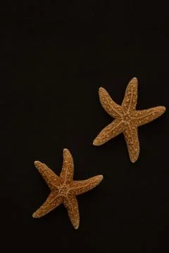 Starfish macro close up Stock Photos