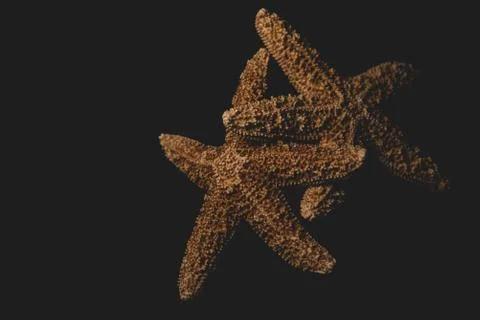 Starfish macro close up Stock Photos