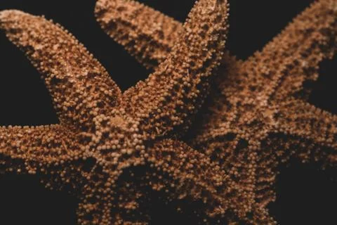 Starfish macro close up Stock Photos