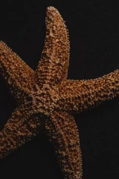 Starfish macro close up Foto stock