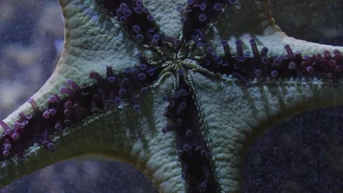 A starfish in motion Stock Footage 266067515