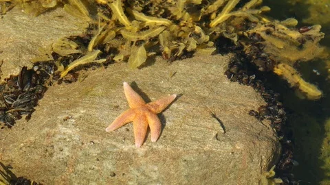 The starfish is moving across the stone. 動画素材 84076977
