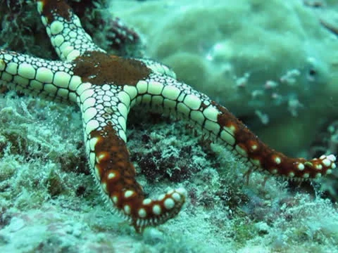 Starfish moving on coral reef Stock Footage 26208682
