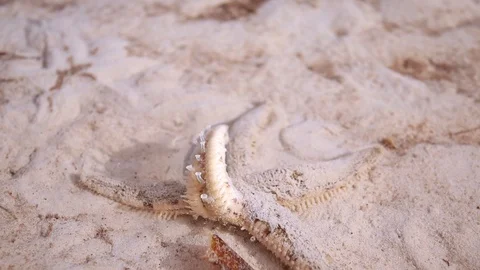 Starfish Moving Stock Footage 108643009