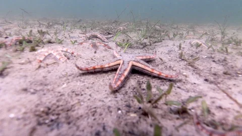Starfish on the ocean floor Stock Footage 122248879