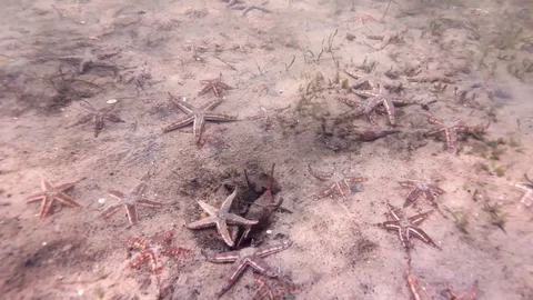 Starfish on the ocean floor Stock Footage 122248884