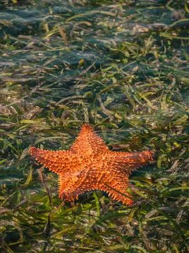 Starfish in the ocean Stock Photos