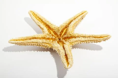 Starfish from oceans Stock Photos