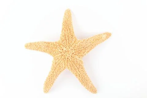 Starfish from oceans Stock Photos