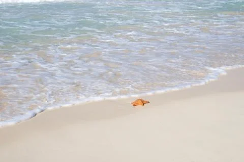 Starfish over beach Foto stock