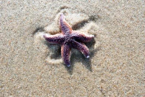 Starfish paints a pattern on the beach in the sand Stock Photos