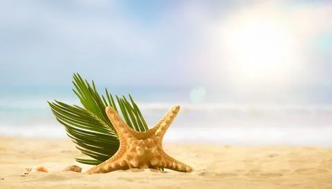Starfish with Palm Leaf on Beach Foto stock