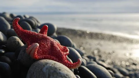 Starfish on pebble beach Stock Photos