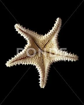 Starfish Stock Photos