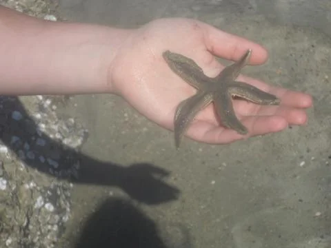 Starfish 스톡 사진