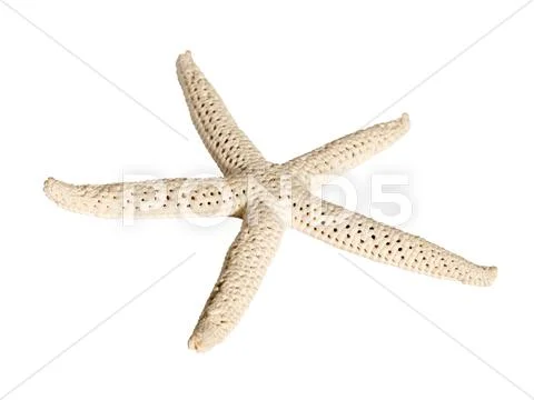 Starfish Stock Photos