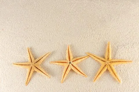 Starfish Stock Photos