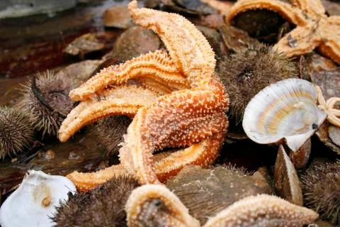 Starfish Stock Photos