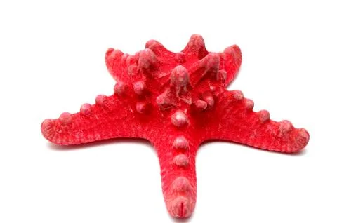 Starfish Stock Photos