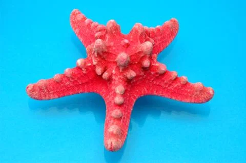 Starfish Stock Photos