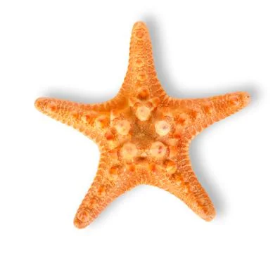 Starfish Stock Photos