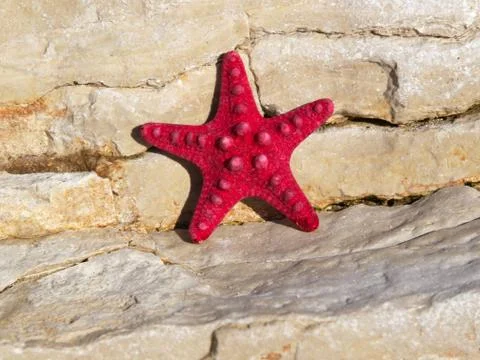 Starfish Stock Photos