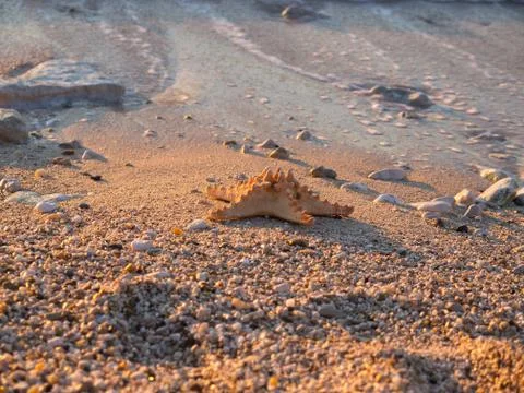Starfish Stock Photos