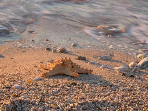 Starfish Stock Photos