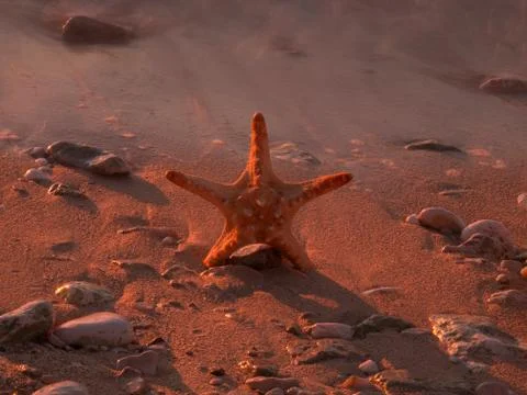 Starfish Stock Photos
