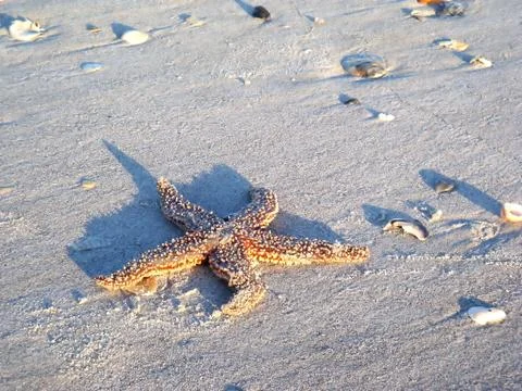 Starfish Fotos de archivo