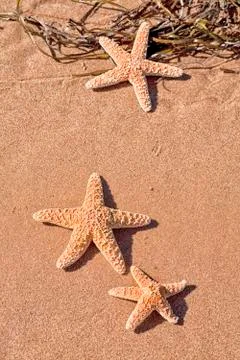 Starfish Stock Photos