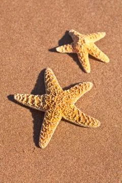 Starfish Stock Photos