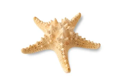 Starfish Stock Photos