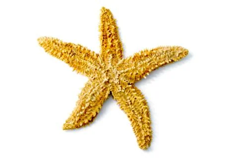 Starfish Stock Photos
