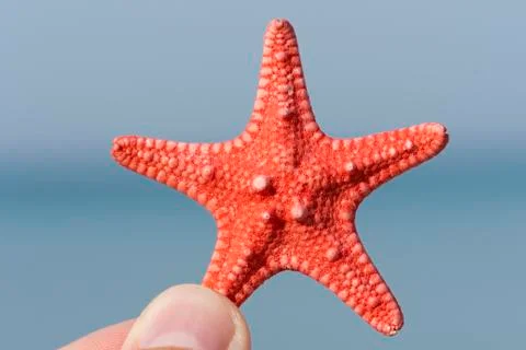 Starfish Фото