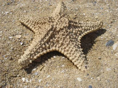 Starfish Foto stock