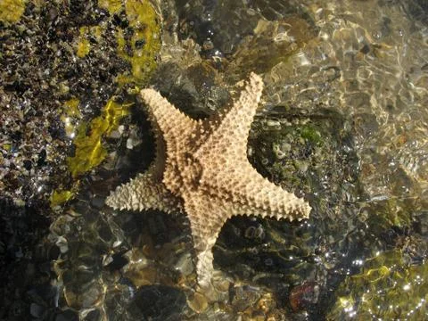 Starfish Foto stock