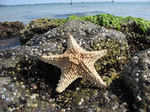 Starfish Foto stock