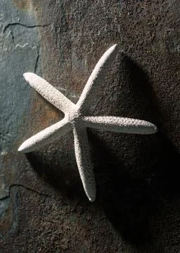 Starfish Stock Photos