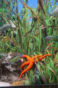 Starfish 스톡 사진