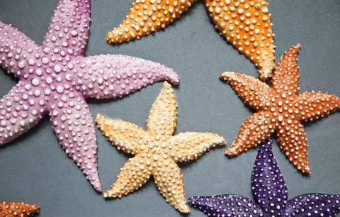 Starfish Stock Photos