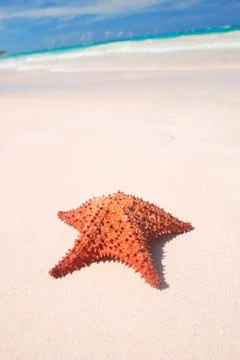 Starfish Foto stock