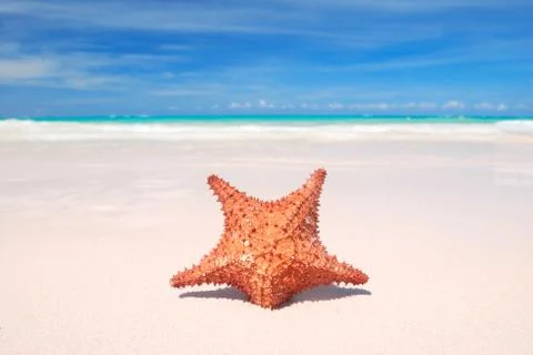 Starfish Stock Photos