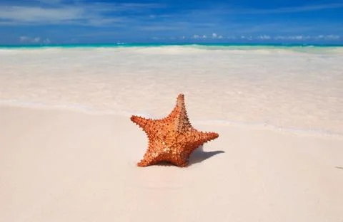 Starfish Stock Photos