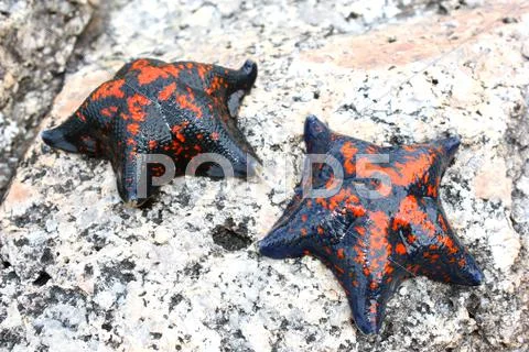 Starfish Stock Photos
